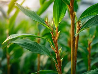 Die Pflanze in Blüte