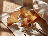 Frisch geerntet: ginkgo biloba