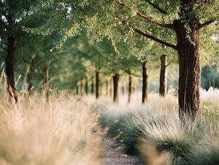 Die Ginkgo biloba, pur und in voller Entfaltung