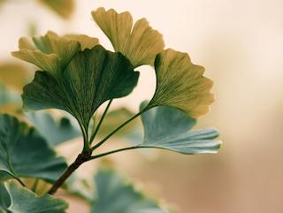 Die Pflanze in Blüte