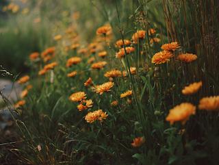 Die Calendula officinalis L., pur und in voller Entfaltung