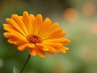 Die Pflanze in Blüte