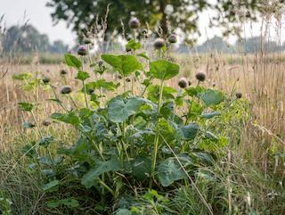 De Arctium lappa, puur en in volle groei