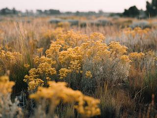 Die Solidago virgaurea, pur und in voller Entfaltung