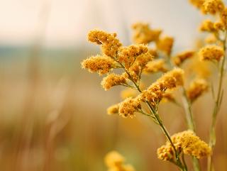 Die Pflanze in Blüte