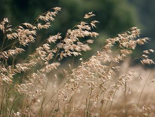 De Avena sativa, puur en in volle groei