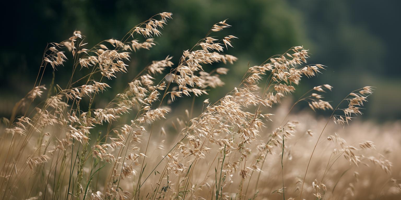 De Avena sativa, puur en in volle groei (hero image)