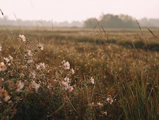 Die Althaea officinalis, pur und in voller Entfaltung