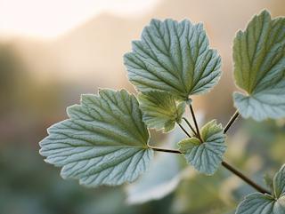 Die Pflanze in Blüte