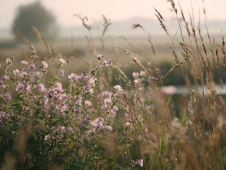 Die Althaea officinalis L., pur und in voller Entfaltung