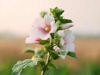 Die Pflanze in Blüte