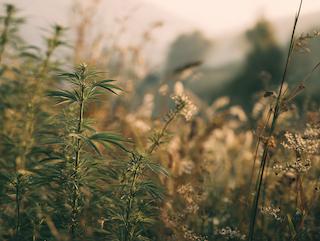 Die Cannabis sativa, pur und in voller Entfaltung