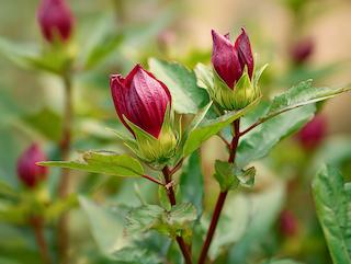 Die Pflanze in Blüte