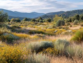 De Cyclopia intermedia, puur en in volle groei