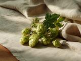 Frisch geerntet: hopfen