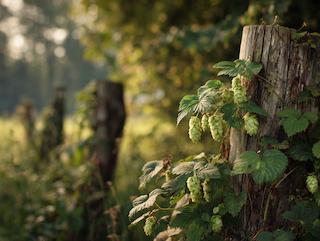 Die Humulus lupulus, pur und in voller Entfaltung
