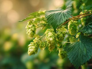 Die Pflanze in Blüte