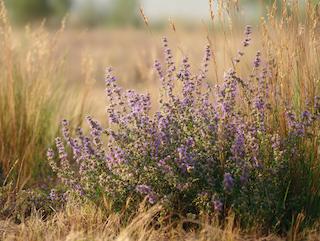 Die Hyssopus officinalis, pur und in voller Entfaltung