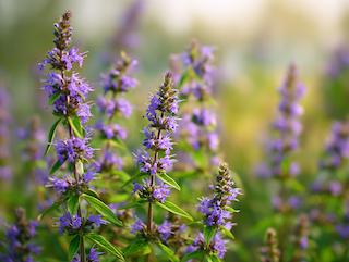 Die Pflanze in Blüte