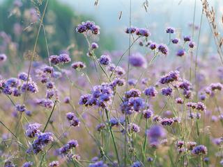 De Verbena officinalis, puur en in volle groei