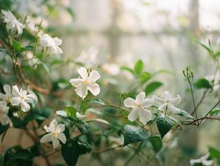Die Jasminum sambac, pur und in voller Entfaltung