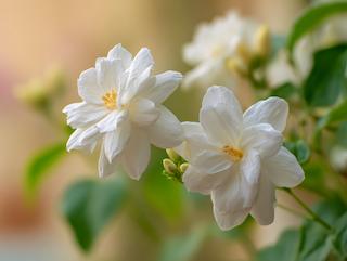 Die Pflanze in Blüte