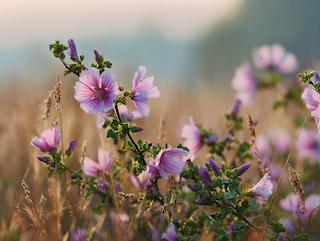 Die Malva sylvestris, pur und in voller Entfaltung
