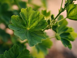 Die Pflanze in Blüte
