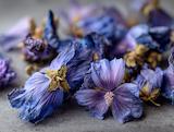 Getrocknet und bereit für Tee: malvenblüte