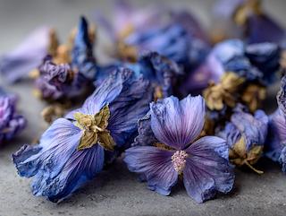 Getrocknet und bereit für Tee