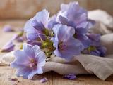 Frisch geerntet: malvenblüte