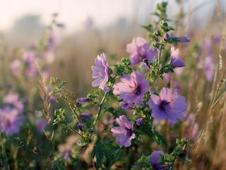 Die Malva sylvestris, pur und in voller Entfaltung