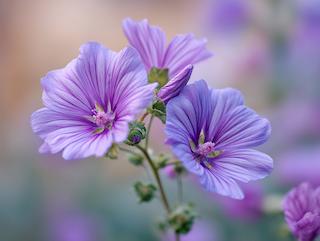 Die Pflanze in Blüte