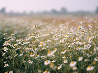 Die Matricaria recutita, pur und in voller Entfaltung
