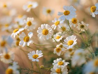 Die Pflanze in Blüte