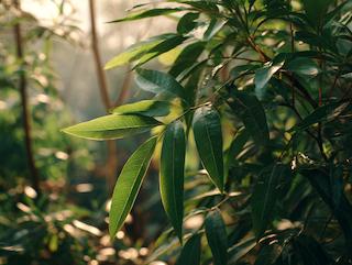 Die Cinnamomum, pur und in voller Entfaltung