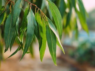 Die Pflanze in Blüte