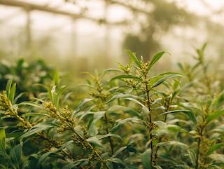 Die Elettaria cardamomum, pur und in voller Entfaltung