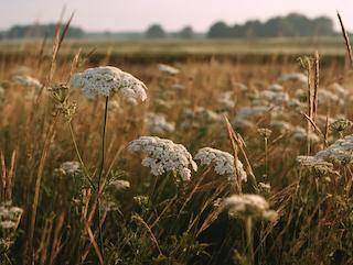 Die Carum carvi, pur und in voller Entfaltung