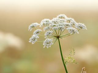 Die Pflanze in Blüte