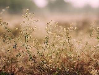 Die Galium aparine, pur und in voller Entfaltung