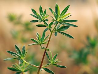 Die Pflanze in Blüte