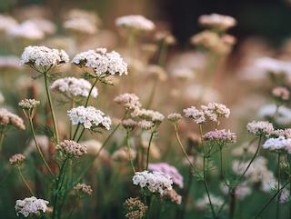 Die Cuminum cyminum, pur und in voller Entfaltung