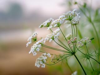 Die Pflanze in Blüte