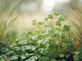 Die Coriandrum sativum, pur und in voller Entfaltung