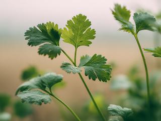 Die Pflanze in Blüte