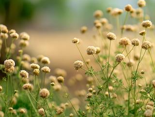 Die Coriandrum sativum, pur und in voller Entfaltung