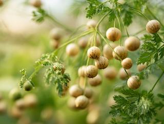 Die Pflanze in Blüte