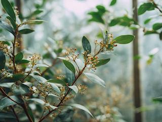 Die Syzygium aromaticum, pur und in voller Entfaltung