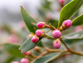 Die Pflanze in Blüte